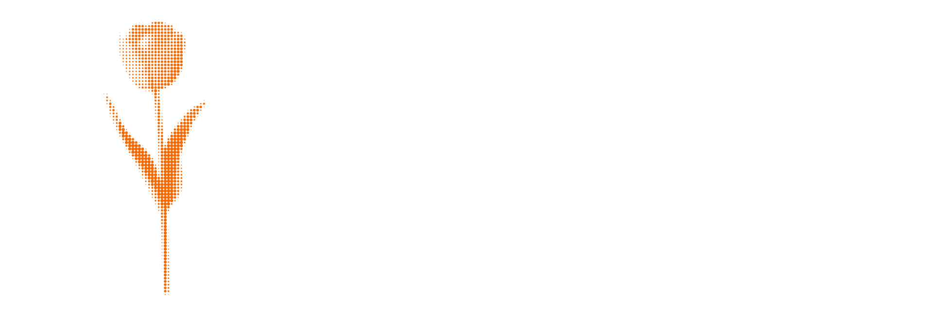 NL 1 Tulip